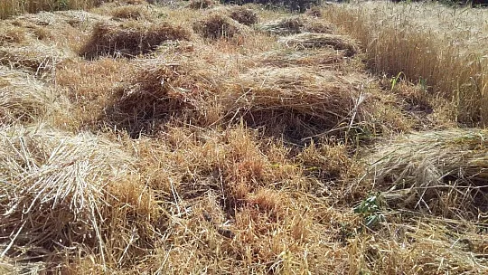 Buğday hasadını geleneksel yöntemlerle yapıyorlar