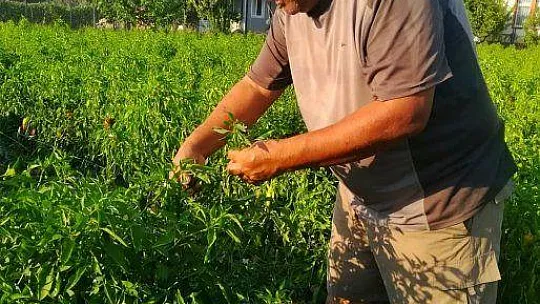 'Şeker Otları' Çiftçinin Cebini Tatlandıracak