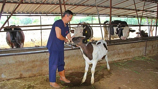 Buzağılar Kimliklendiriliyor