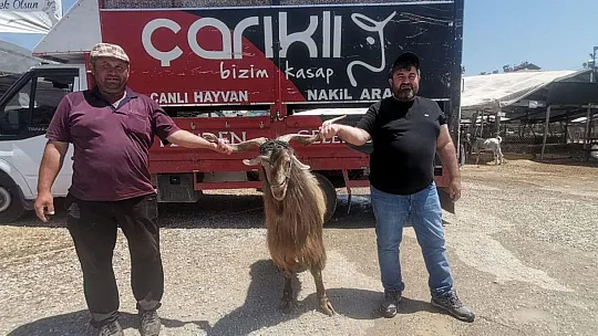 Hayvan pazarında kurbanlık satışları devam ediyor