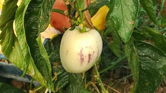 'Şeker Otları' Çiftçinin Cebini Tatlandıracak