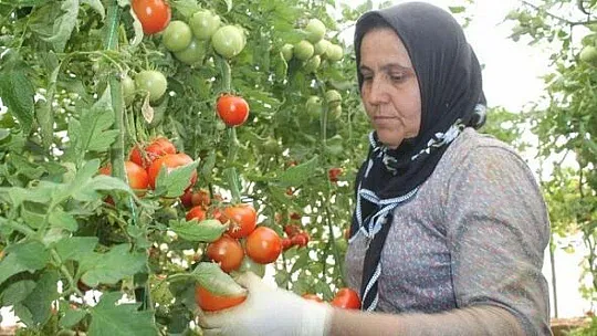 Yılbaşı Öncesi Domates İhracatı Arttı