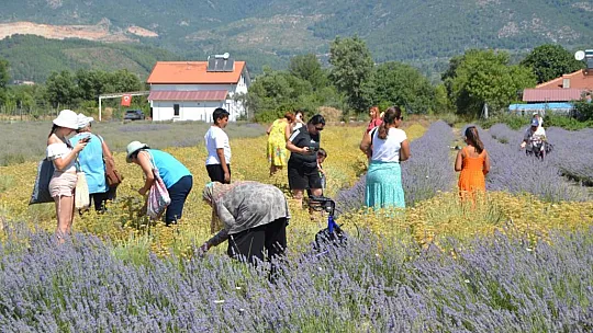 Fethiye'de Kurulan Lavanta Bahçesinde Üçüncü Hasat Alındı
