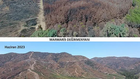 Yanan Alanlar Küllerinden Doğuyor