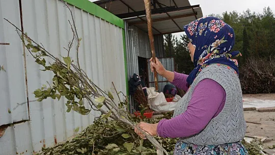 Defne Yaprağı Seydikemer'in Ekonomisini Canlandırıyor