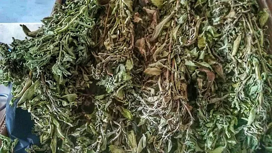 'Şeker Otları' Çiftçinin Cebini Tatlandıracak
