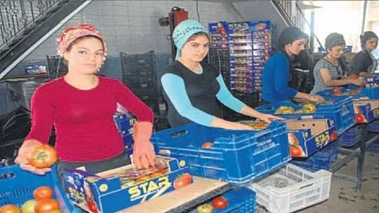 Domateste Kota Arttı, Üreticiler Sevinç İçinde