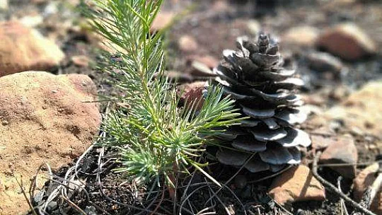 DALAMAN VE GÖCEK TEKRAR YEŞERİYOR