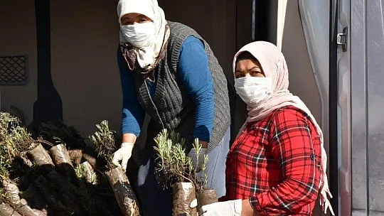 80 bin lavanta toprakla buluştu