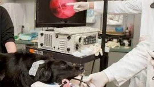 Ege Ve Akdeniz Bölgelerinde İlk Ve Tek