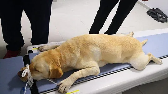 Ege Ve Akdeniz Bölgelerinde İlk Ve Tek