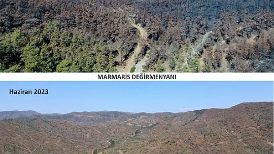 Yanan Alanlar Küllerinden Doğuyor