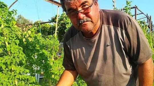 'Şeker Otları' Çiftçinin Cebini Tatlandıracak