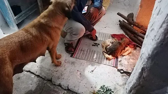 Sulama kanalına düşen yavru köpek kurtarıldı 