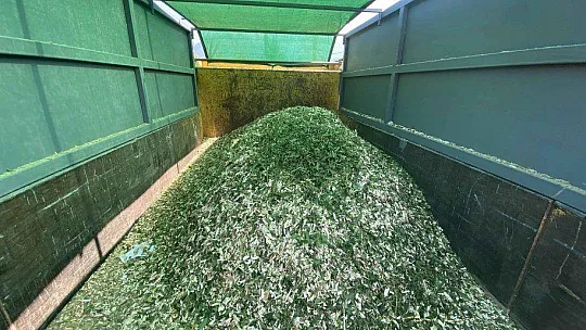 Fethiye Belediyesi'nden Ağaç Yongalama Hizmeti