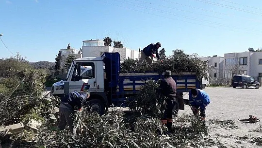 Ağaçlar fırtınaya dayanamadı