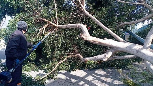 Ağaçlar fırtınaya dayanamadı