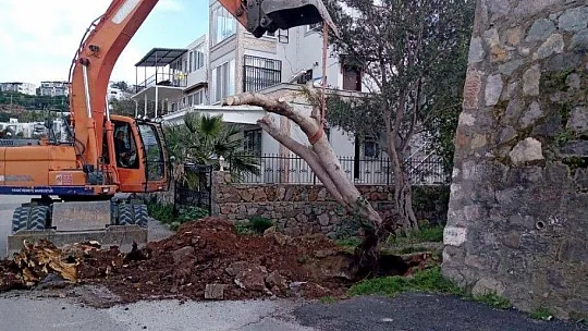 Ağaçlar fırtınaya dayanamadı