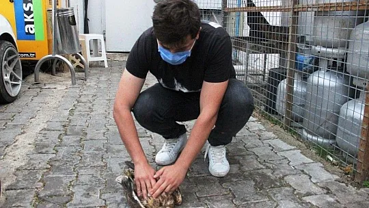Ağaçtan düşen şahinin kalbi durunca kalp masajı yaptılar