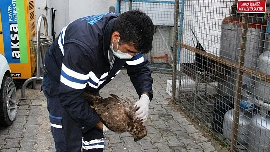 Ağaçtan düşen şahinin kalbi durunca kalp masajı yaptılar