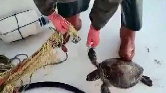 Ağlara takılan kaplumbağayı tekrar denize bıraktı