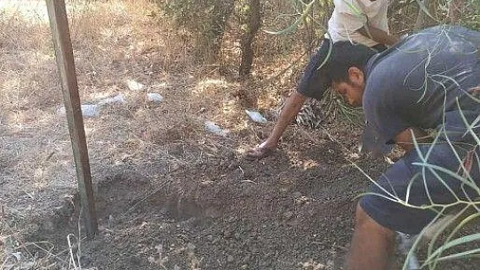 Ağzında poşetle kıyıya vurdu