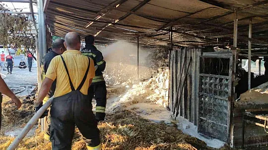 Ahır yangınında ticari araç küle döndü, 8 hayvan alevlerden zarar gördü