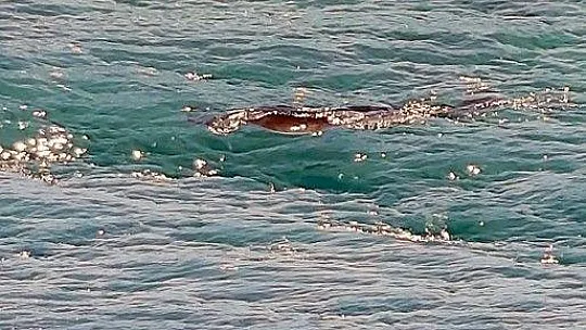 Akdeniz Foku uzun bir aradan sonra ortaya çıktı