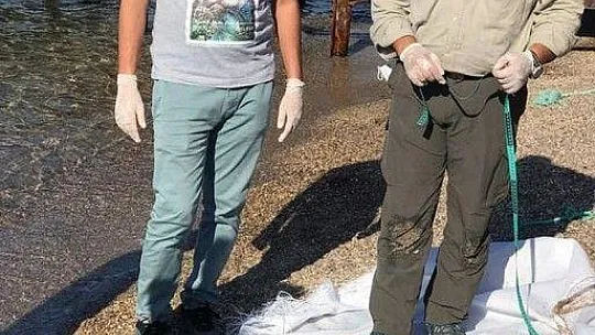 Akdeniz fokunun ölüm nedeni araştırılıyor