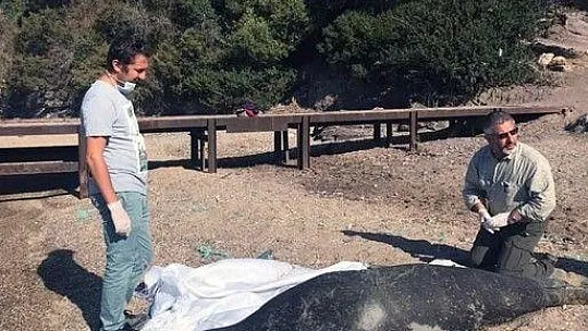 Akdeniz fokunun ölüm nedeni araştırılıyor