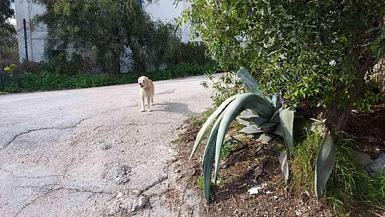 Akrep Nalan'ın cenazesi evinden alındı