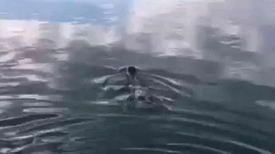 Akyaka'da Akdeniz Foku Görüntülendi