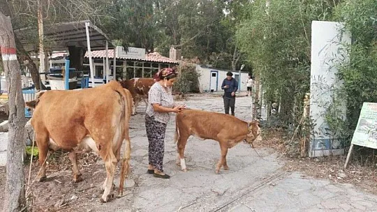 Alevlere teslim olan Marmaris'te göz yaşartan görüntüler