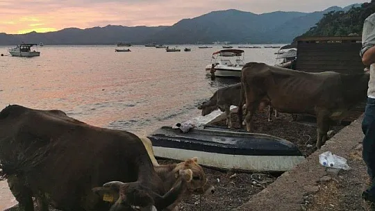 Alevlere teslim olan Marmaris'te göz yaşartan görüntüler