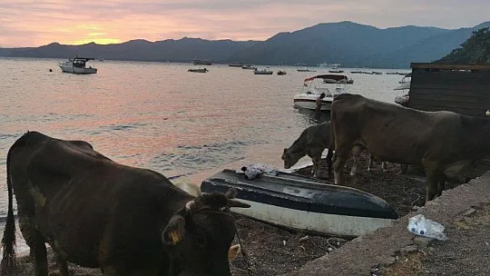 Alevlere teslim olan Marmaris'te göz yaşartan görüntüler