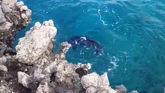 Amatör balıkçılara fok balığı sürprizi
