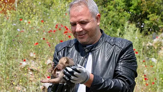Arazide Çakal yavrusu buldu, jandarmaya teslim etti