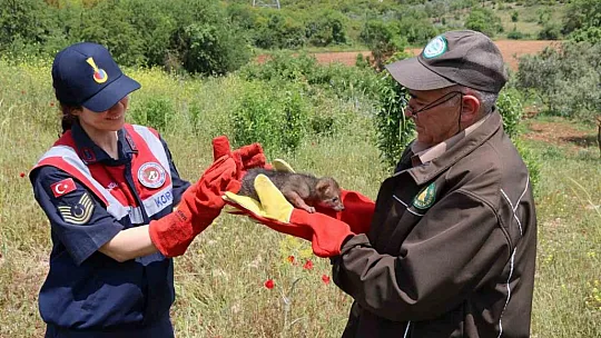 Arazide Çakal yavrusu buldu, jandarmaya teslim etti