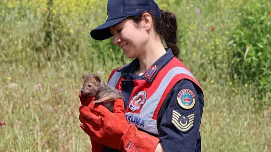 Arazide Çakal yavrusu buldu, jandarmaya teslim etti
