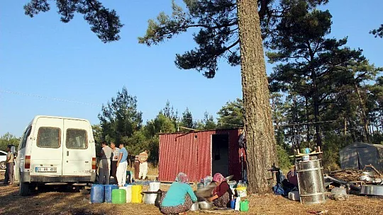 Arılarla ormanlarda geçen yaşamlar