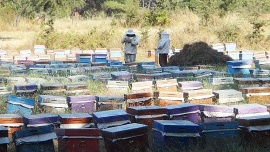 Arılarla ormanlarda geçen yaşamlar