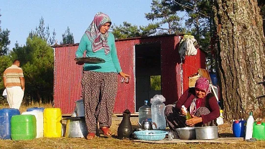 Arılarla ormanlarda geçen yaşamlar