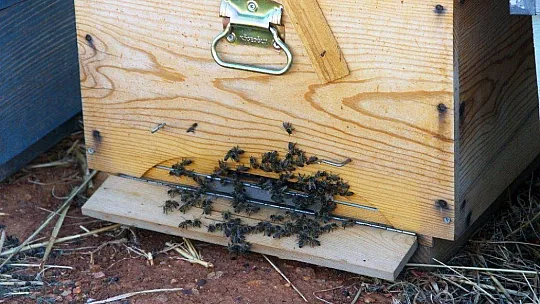 Arılarla ormanlarda geçen yaşamlar