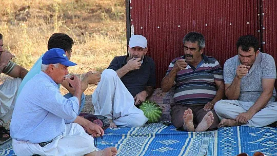 Arılarla ormanlarda geçen yaşamlar