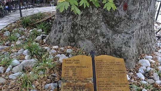 Asırlık çınar ağacı