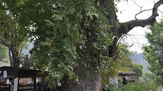 Asırlık çınar ağacı