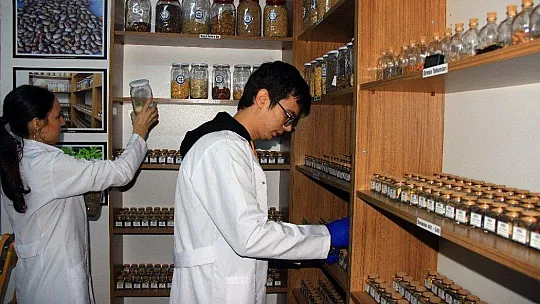 Ata tohumları geleceğe miras için donduruluyor