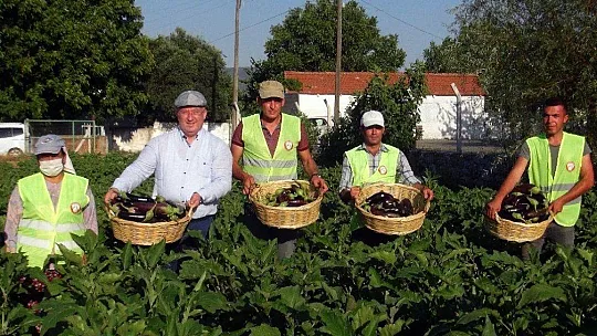 Ata tohumları Menteşe Belediyesine ödül getirdi