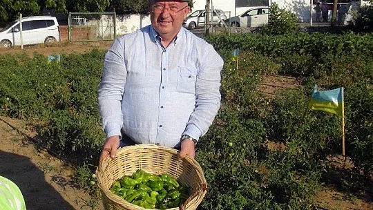 Ata tohumlarının hasadı başladı