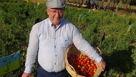 Ata tohumlarının hasadı başladı